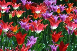 2927479_blog