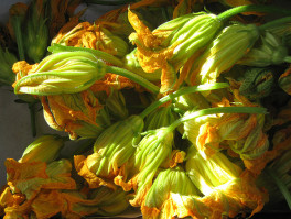 squash-blossoms-summertomato