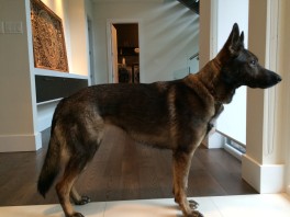 Lola on guard